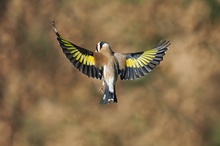 Stieglitz beim Abflug,