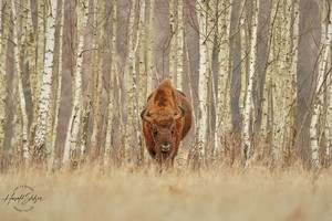 Der Wisent und sein Birkenwald