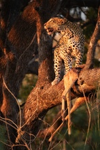 Leopardin