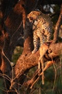 Leopardin