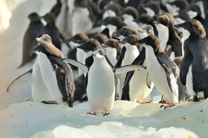 Adelies auf Eis, Cape Adare, Ross Sea