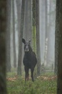 Elchdame im Nebel