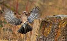 Eichelhäher im Anflug