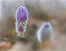 *Pulsatilla_2*