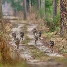 Wolfsrudel im Anmarsch