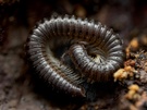 Tausendfüßer (Myriapoda)