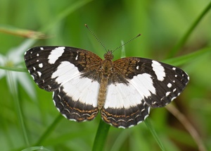 Janatella leucodesma