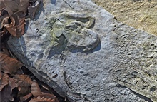 Unbekanntes Fossil