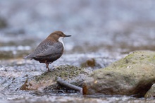 Wasseramsel