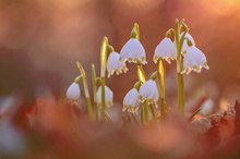 Märzenbecher im letzten Licht