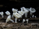 Schneeweiße Haarbecherchen (Dasyscyphella nivea )