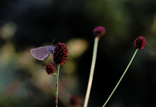 Besuch am Wiesenknopf