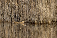 Schwimmende Rohrdommel