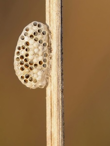 Kokon der Brackwespe (Apanteles sp.)