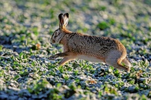 Feldhase (Lepus europaeus)