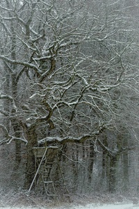 Eiche im März-Schnee