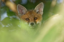 ein älteres Jungfuchsportrait