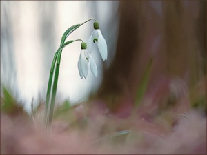 *Schneeglöckchen*