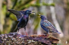 Stare (Sturnus vulgaris) streiten sich