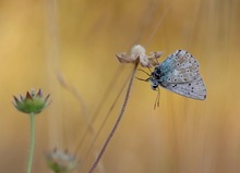 Silbergrüner Bläuling