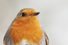 Portrait des Vogels mit den Märchenaugen