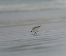 Sanderling am Mehlstrand