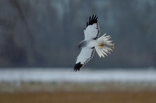 Wintergast II