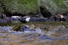 Die Wasseramsel