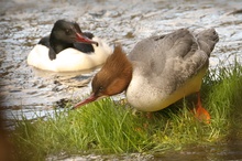 Gänsesäger