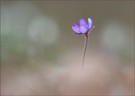 *Hepatica nobilis 2*