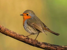 Rotkehlchen (Erithacus rubecula