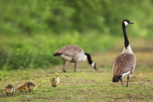 Familienausflug der Kanadagänse