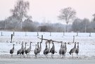 Kraniche mit Seeadler