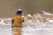 Gartenrotschwanz beim Baden