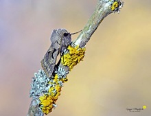 Gothica-Kätzcheneule (Orthosia gothica)