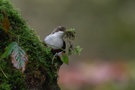 Wasseramsel beim Nestbau