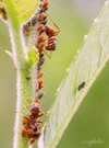 Blatt.- und Schildläuse wie Milchkühe halten