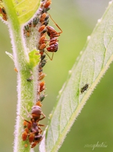 Blatt.- und Schildläuse wie Milchkühe halten