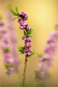 Echter Seidelbast (Daphne mezereum)