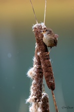 Sänger mit leichtem Schneefall