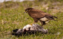 Mäusebussard am Luder