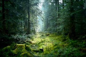 Tannenwald im Morgenlicht