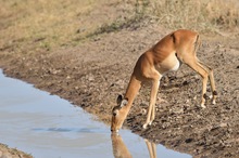 Impala oder Schwarzfersenantilope