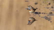 Blaukehlchen im Morgenlicht