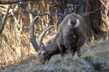 Steinbock in ungewohnter Umgebung