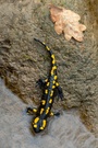 Feuersalamander