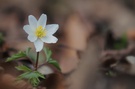 Der Frühling kommt mit großen Schritten