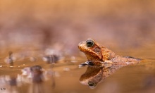 Grasfrosch im Tümpel