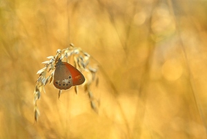 ROT-BRAUN-GOLD