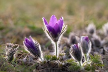 Haarige Pulsatilla-Gruppe